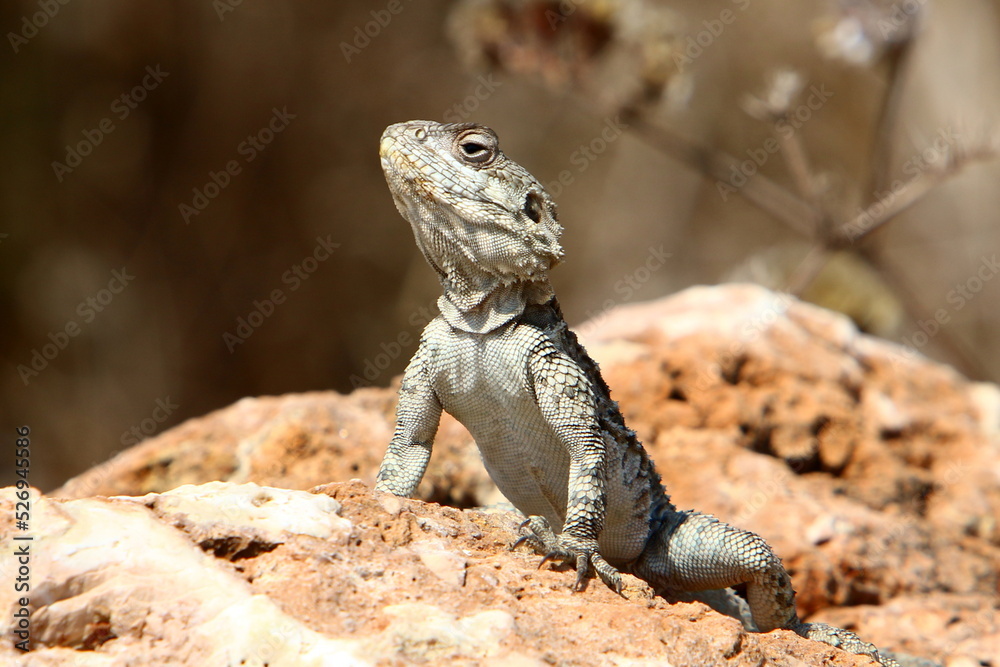 A lizard sits on a stone in a city park. A lizard sits on a stone in a city park.