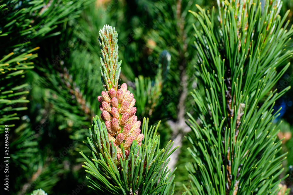 Close up of delicate small green leaves of pine conifer tree in a sunny spring garden, beautiful outdoor monochrome background photographed with selective focus. Close up of delicate small green leaves of pine conifer tree in a sunny spring garden, beautiful outdoor monochrome background photographed with selective focus.