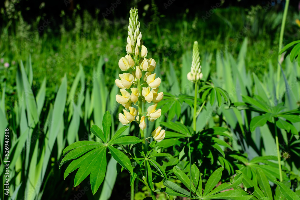 Close up of many vivid yellow Lupinus flowers, commonly known as lupin or lupine, in full bloom and green grass in a sunny spring garden, beautiful outdoor floral background . Close up of many vivid yellow Lupinus flowers, commonly known as lupin or lupine, in full bloom and green grass in a sunny spring garden, beautiful outdoor floral background .
