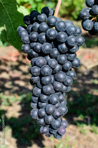 Closeup of ripe organic dark black grapes and green leaves in vineyard in a sunny autumn day .