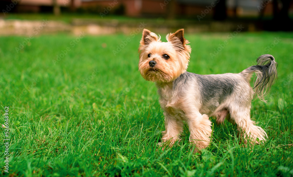 A dog of the Yorkshire terrier breed stands on a background of blurred green grass. The beautiful dog is eight years old. The photo is blurred. A dog of the Yorkshire terrier breed stands on a background of blurred green grass. The beautiful dog is eight years old. The photo is blurred.