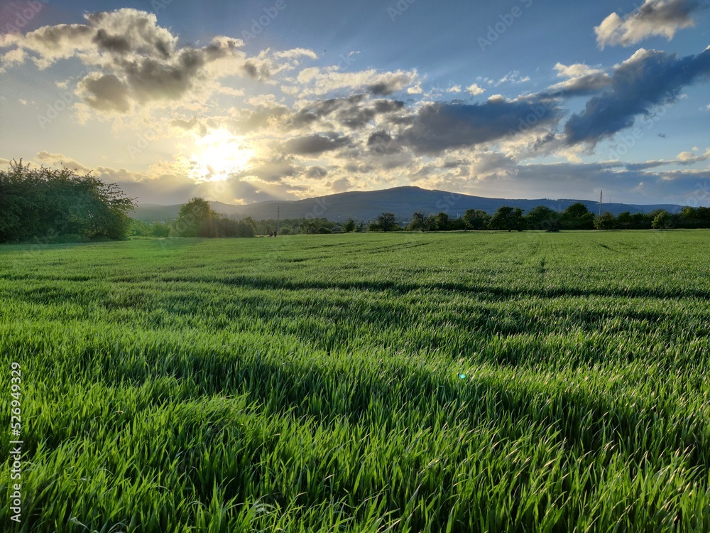 Grass field at sunset in windy weather with dramatic sky