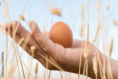 Chicken eggs balanced in hand on the background of blue sky and cereal field. Close view of a free range egg outdoors. Natural fresh brown chicken egg from organic production.