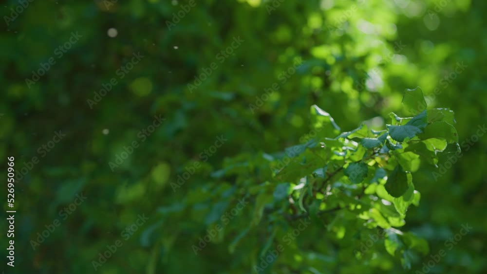 Green leaves background with mosquitoes on a sunny day slomo Green leaves background with mosquitoes on a sunny day slomo