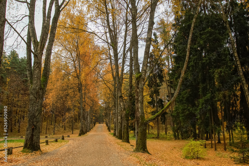 Fototapeta premium Autumn forest