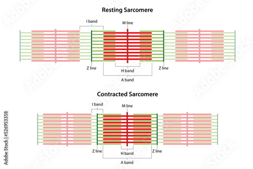Sarcomeres in different functional stages: resting and contracted. Sarcomere showing the location of the I band, A band, H band, M line, and Z lines. photo
