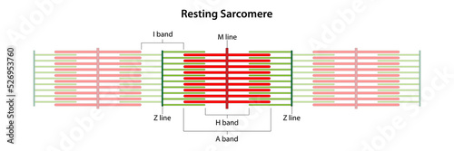 Resting Sarcomere. Location of the I band, A band, H band, M line, and Z lines.