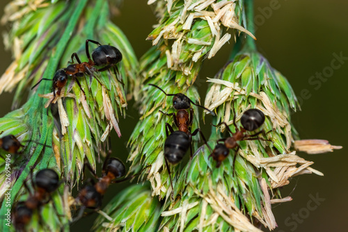 Closeup of an active ants on a spikelet branch. photo