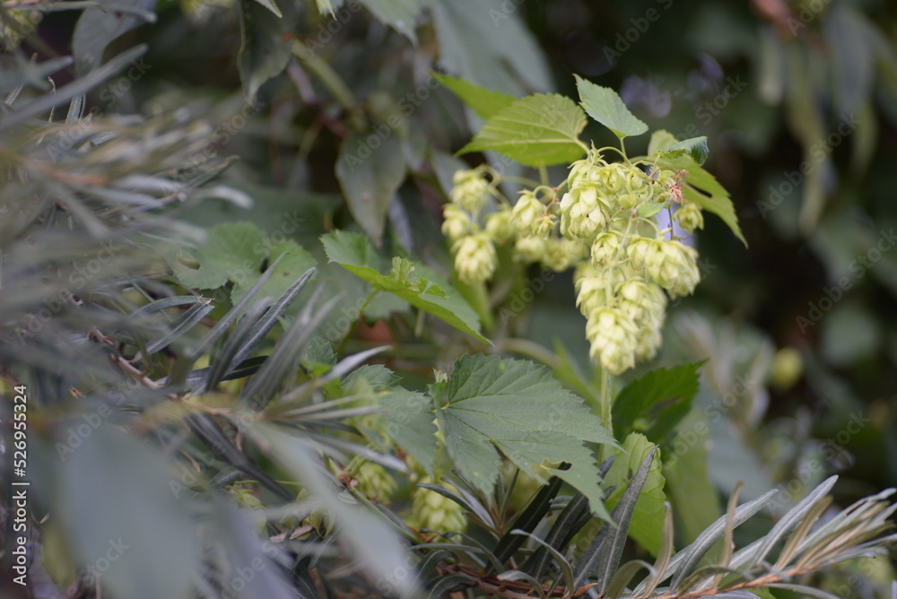 flowers, hop cones on a homogeneous background, green hop branches with cones, ripe hop fruits, natural close-up photographs of hops flowers, hop cones on a homogeneous background, green hop branches with cones, ripe hop fruits, natural close-up photographs of hops