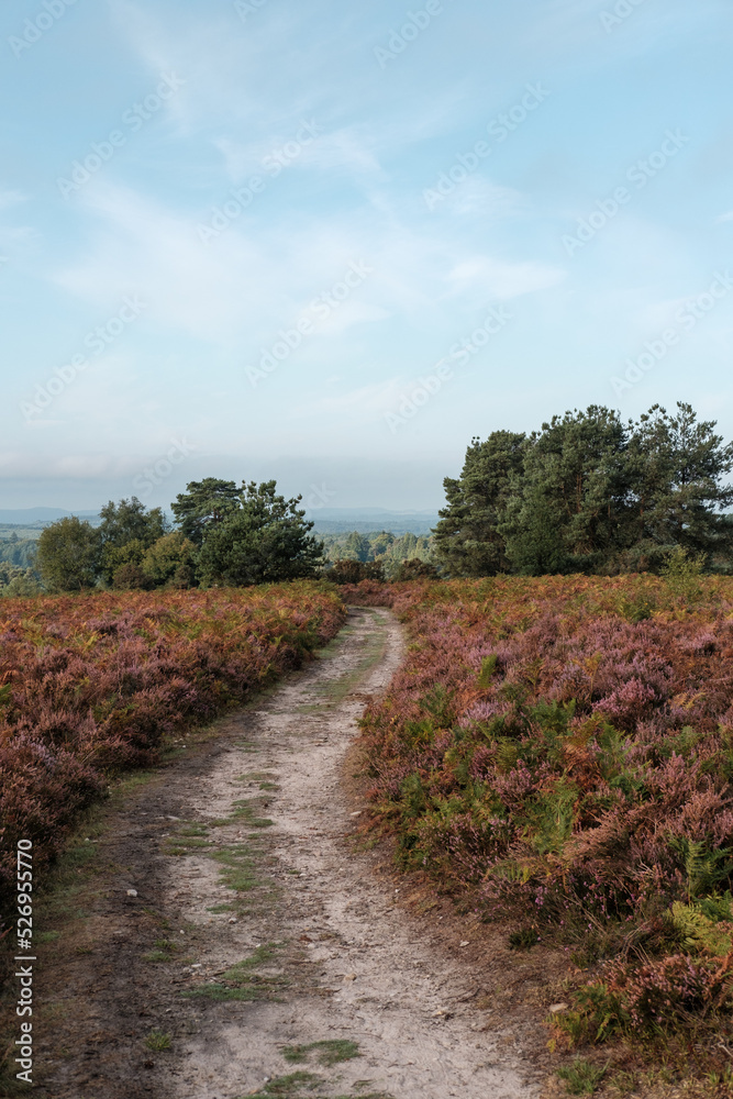 HIndhead Common, August 2022