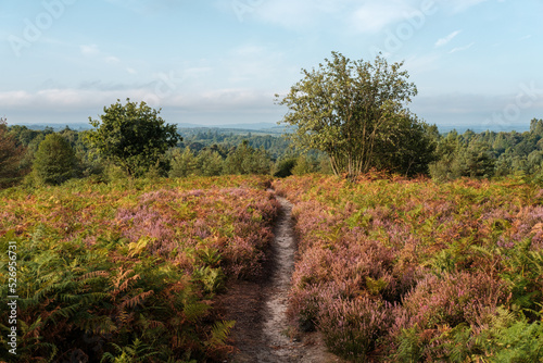 HIndhead Common, August 2022