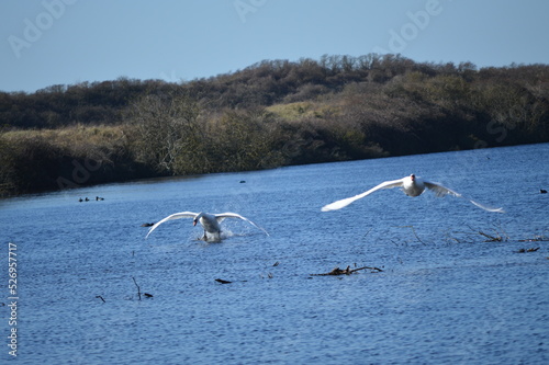 swans in flight photo