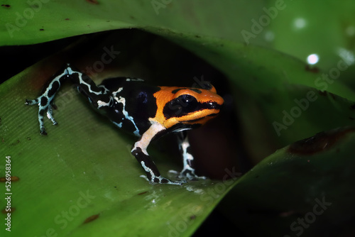 Beautiful closeup Ranitomeya fantastica varodero, Ranitomeya fantastica varodero hiding on green leaves photo