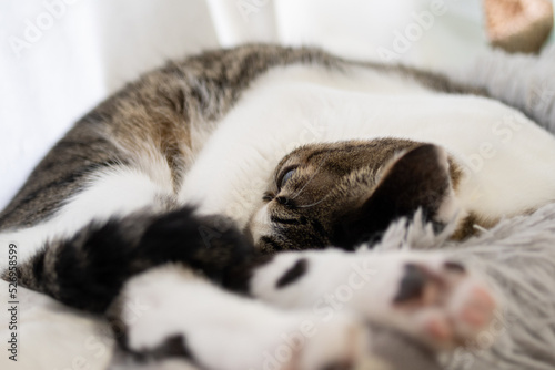 眠る猫　キジトラ白 © rai