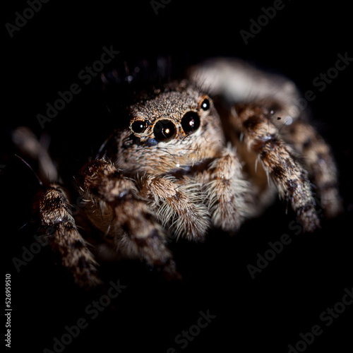 Portrait of a Jumping spider on black