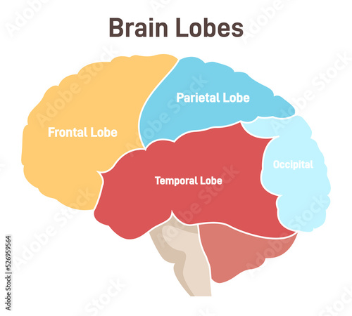 Human brain lobes. Cross section structure of the main nervous system