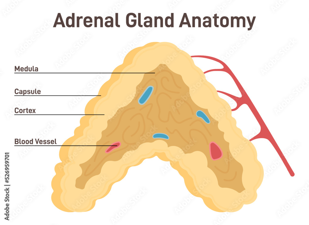 Adrenal gland anatomy. Endocrine triangularshaped gland located on top