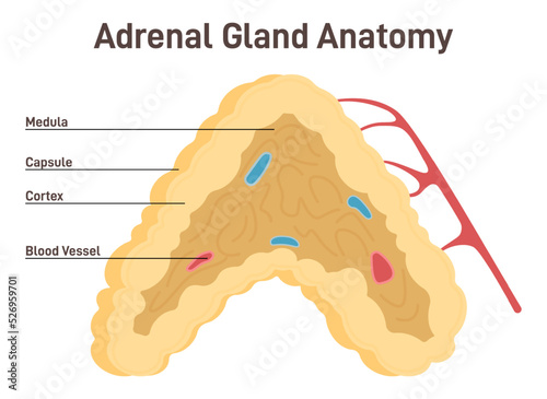 Adrenal gland anatomy. Endocrine triangular-shaped gland located on top