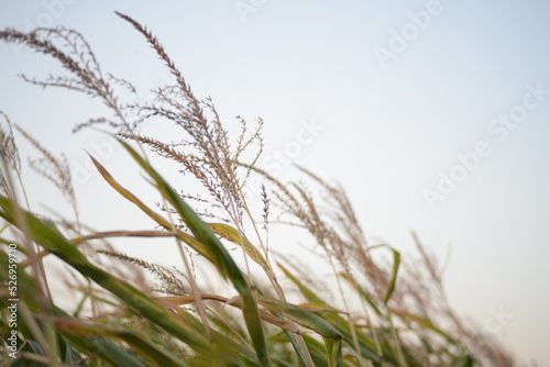 ripe corn field, corn cobs, corn field, ripe corn cobs on green background, green corn leaves against the blue sky