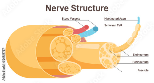 Nerve structure. Human nervous system connective tissue. Labeled scheme