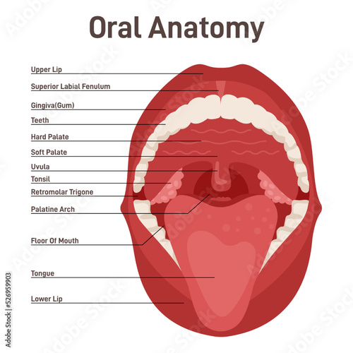 Oral cavity. Human mouth anatomy model. Open human mouth