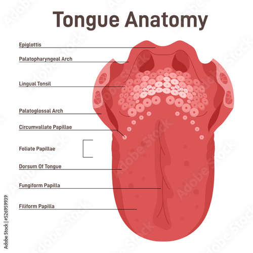 Human tongue. Muscular organ with papillae, taste receptors of the tongue