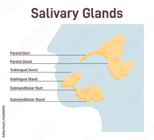 Salivary gland. Histology of salivary glands. Anatomical structure photo