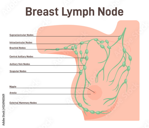 Woman breast lymph node. Fluid exchange, body defense from infection photo