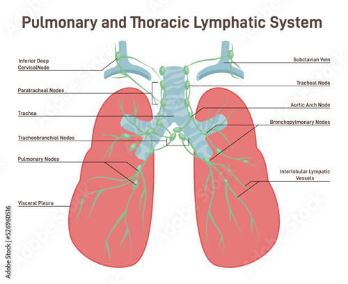 Pulmonary and thoracic lymph node. Fluid exchange, body defense photo