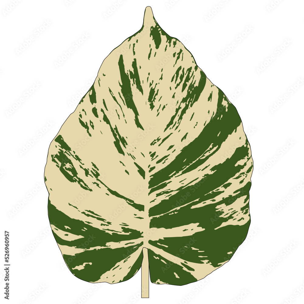 Vector. Drawing by hand on the computer. The leaves of Caladium bicolor. leaf green and light yellow. Natural patterns.