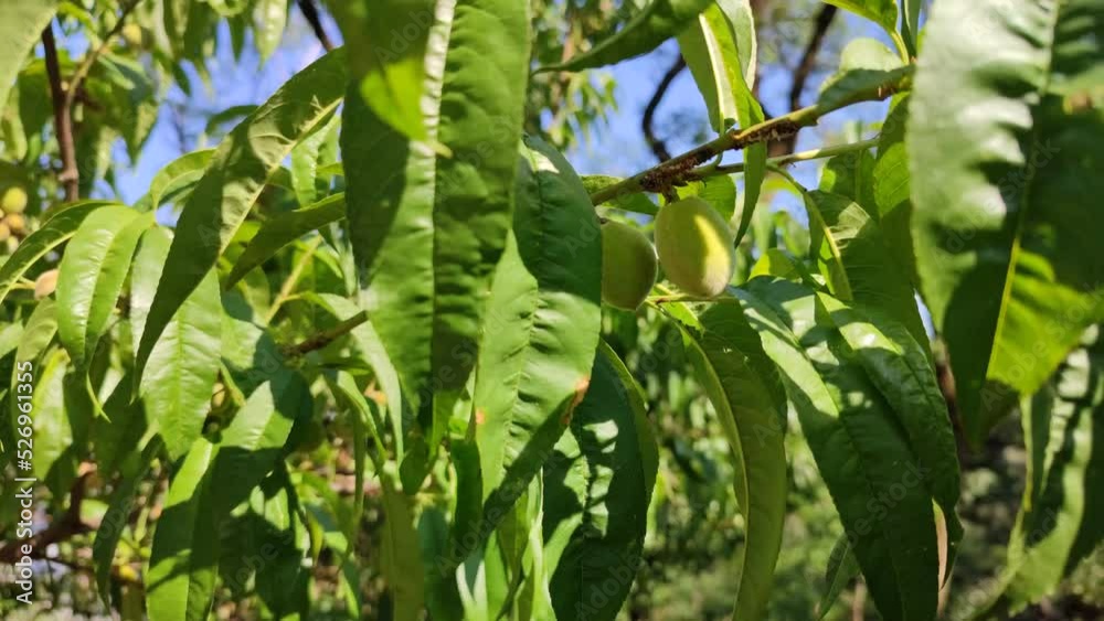 tree leaves sway in the wind tree leaves sway in the wind
