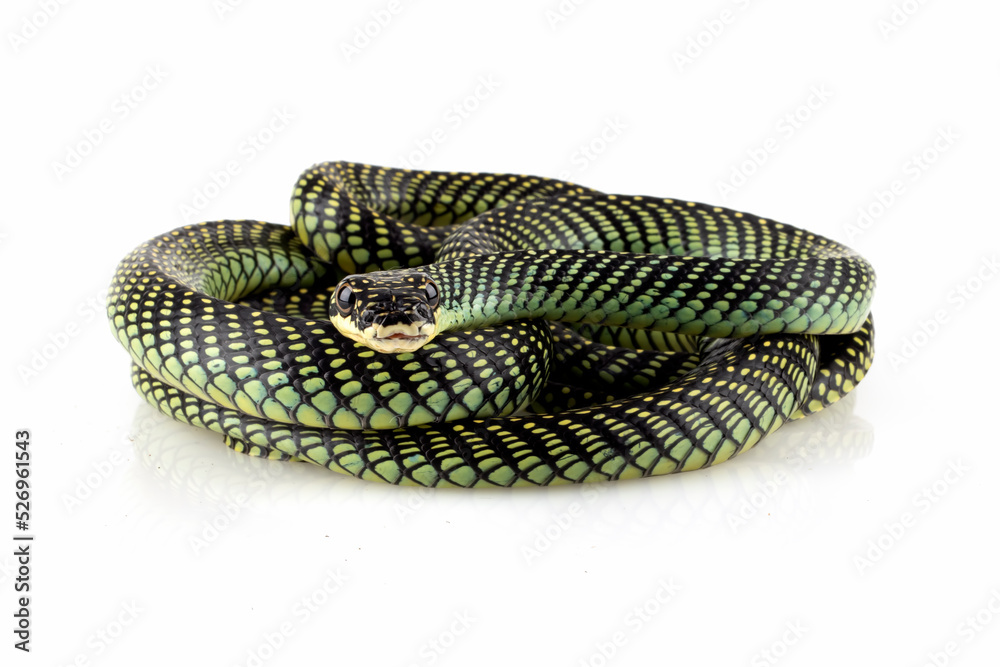 Fototapeta premium flying snake closeup on white backround, Flying snake ''Chrysopelea''