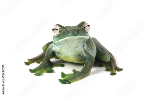 Rhacophorus prominanus or the malayan tree frog on isolated background photo