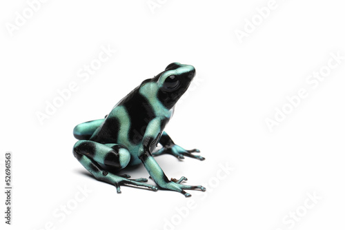 Dendrobates auratus green dart frog closeup on isolated background