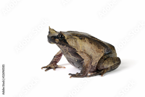 Megophrys montana toad Closeup on white background, Megophrys montana toad side view © kuritafsheen