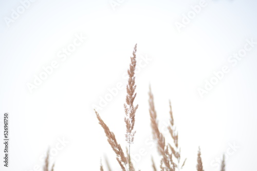 spikelets of cereal wheat field cereals field summer ears vertical photography flowers against the background of mallow ukraine beautiful poster background photo out of focus in high quality