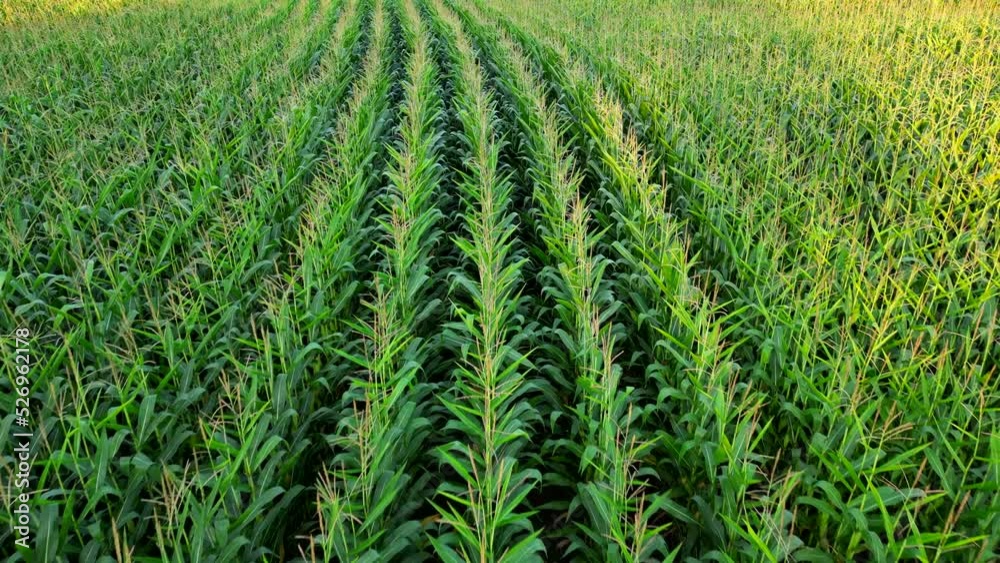 Drone shot flying low over corn stalks on farmers field in Canada Drone shot flying low over corn stalks on farmers field in Canada
