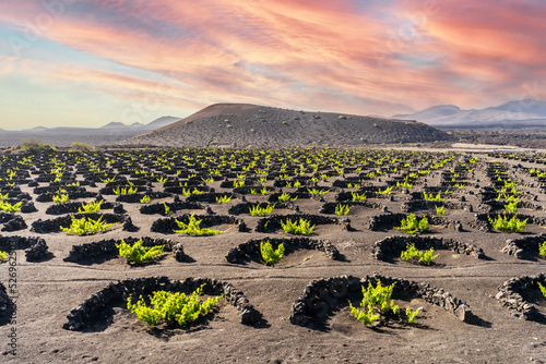 Landscape of volcanic vineyards of La Geria, Lanzarote, Canary Islands, Spain photo