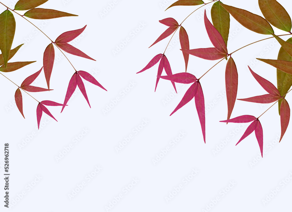 leaf on white background leaf on white background