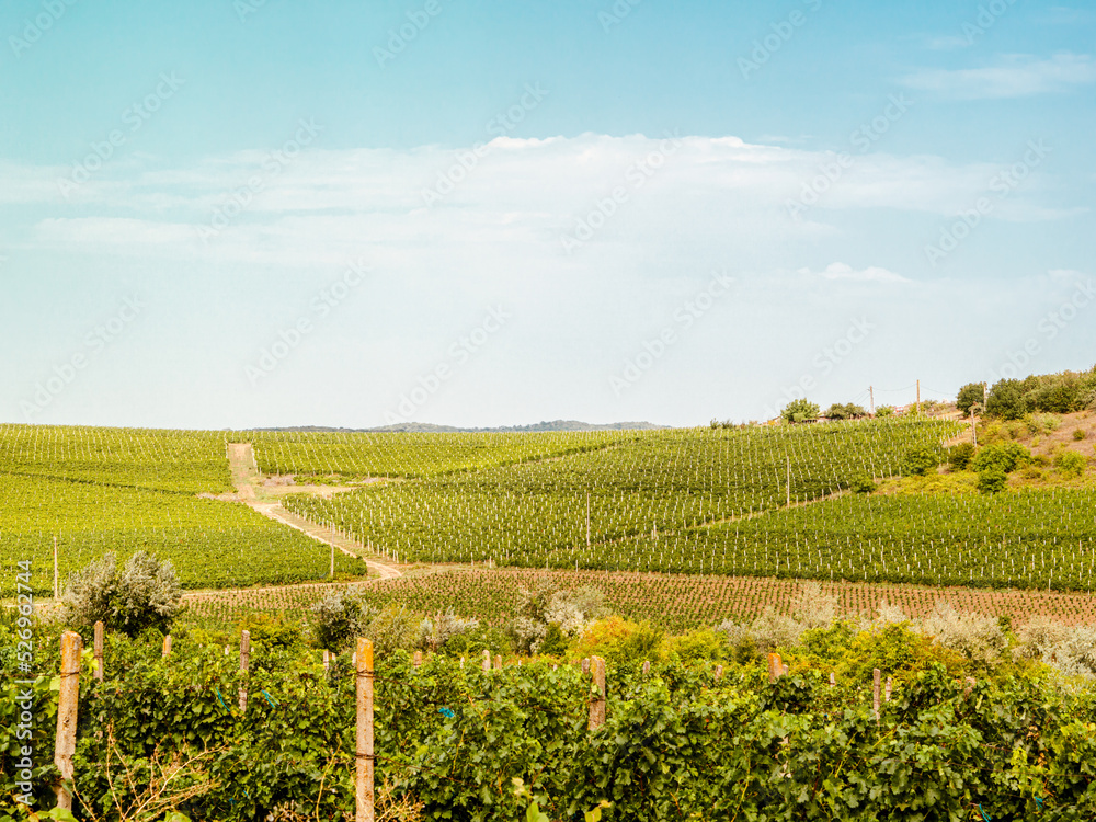 Wide panoramic shot of a summer vineyard rural landscape. Wine production, wine tourism and wine tasting in Italy