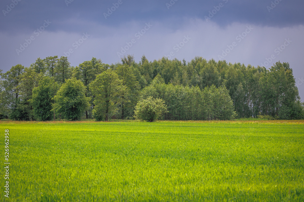 Landscape in Wegrow County, Masovian Voivodeship of Poland