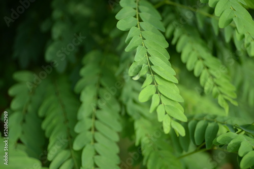 gently green background  acacia leaves  beautiful leaves close-up  natural photos  perfectly even symmetrical leaves  background  banner  lifestyle