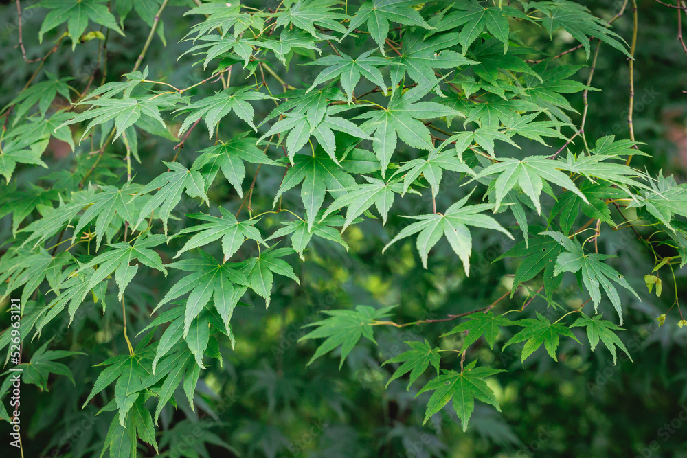 Close up on Japanese maple tree leaves - Acer palmatum
