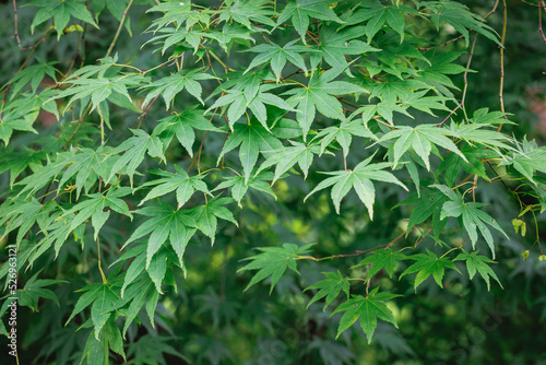 Obraz na płótnie Close up on Japanese maple tree leaves - Acer palmatum w salonie
