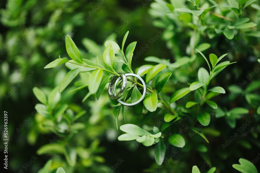 White gold wedding rings. Golden jewelry. Green boxwood plant. Love symbol in nature. Outdoor marriage ceremony background. Boxwood leaves. Boho wedding decoration.