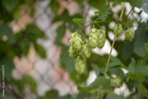 hops, beer, varieties dominated by herbal, spicy and citrus tones, alpha acids, beta acids, oils, flowering climbing plant, hemp family, hopping, intoxication, green branches of hops