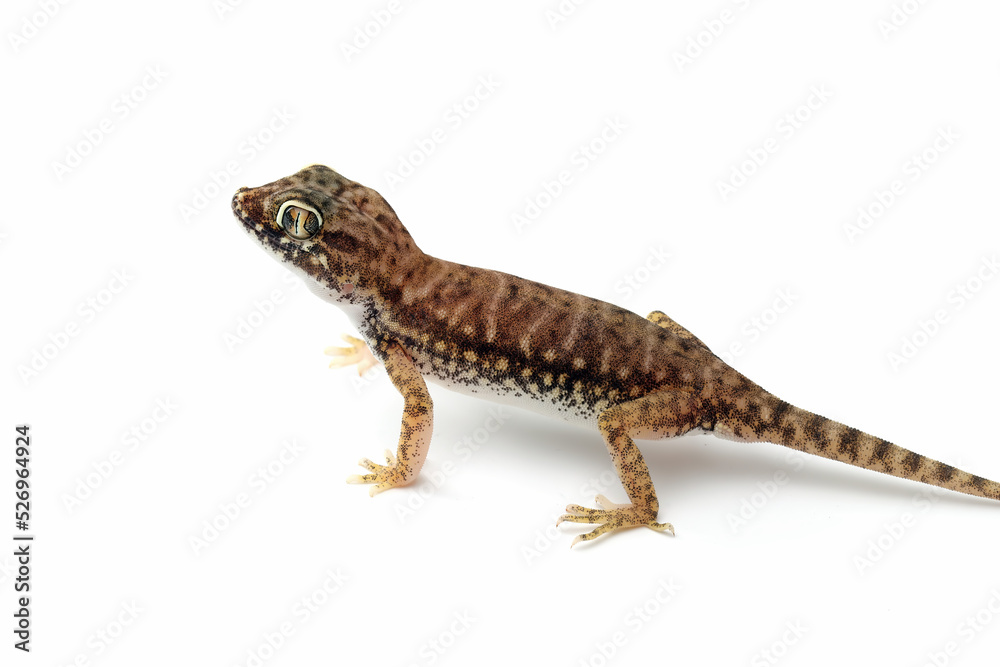 Sand gecko closeup on white background, Sand gecko on isolated white background