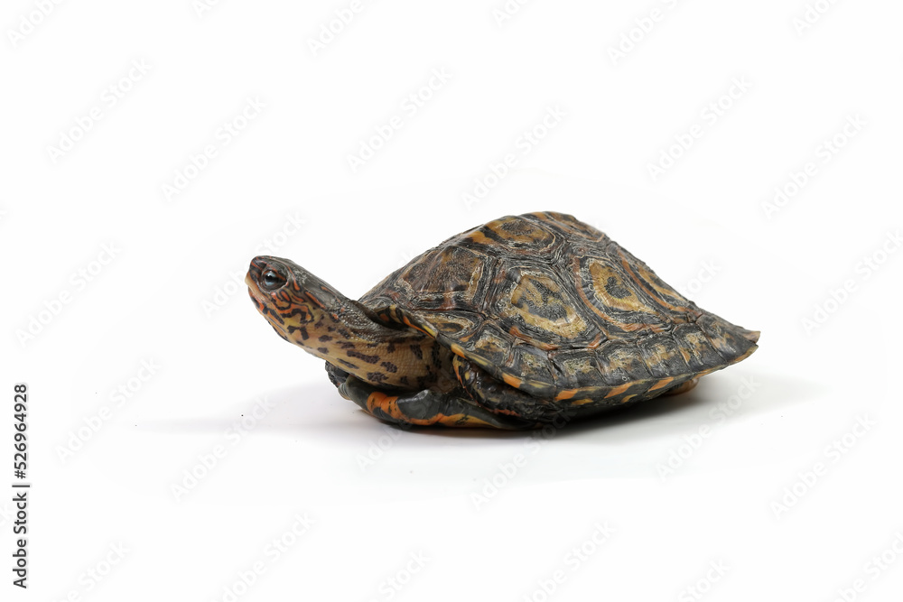 Obraz premium Ornate Wood Turtle closeup from side view, Ornate Wood Turtle 