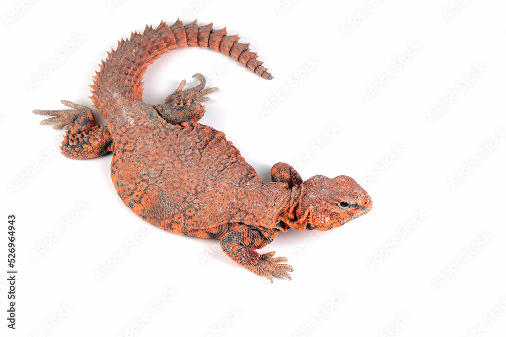 Naklejka premium Uromastyx geyri closeup on isolated background, Uromastyx geyri closeup