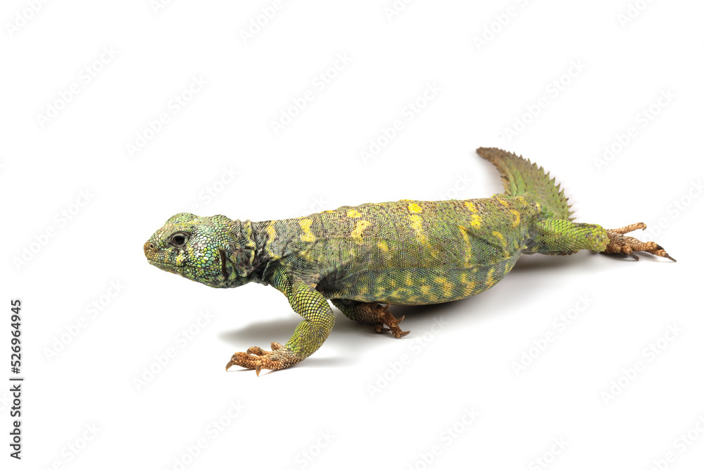 Naklejka premium Uromastyx ornata closeup on isolated background, Uromastyx ornata lizard closeup